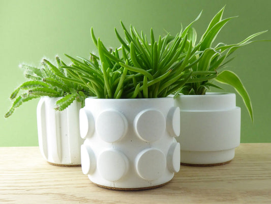 Set of white concrete plant pots holding cacti and small succulents