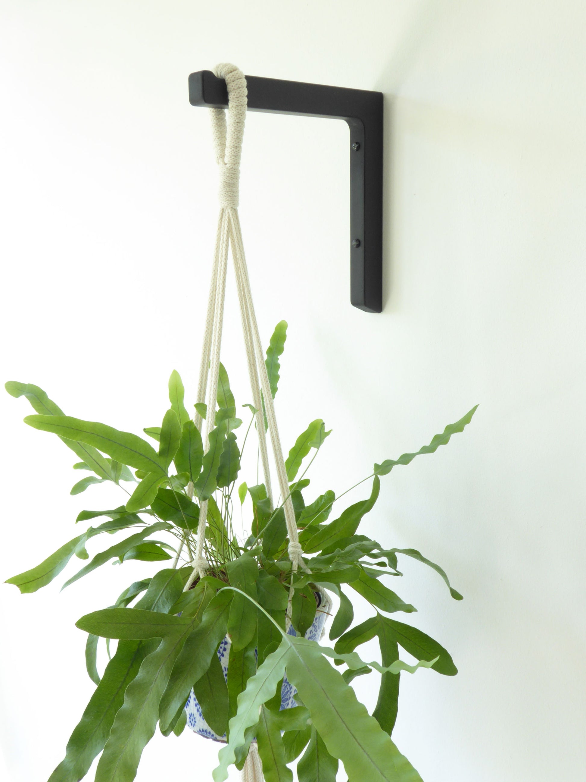 Elevated houseplant supported by a macrame plant hanger and a wall mounted black wooden plant bracket
