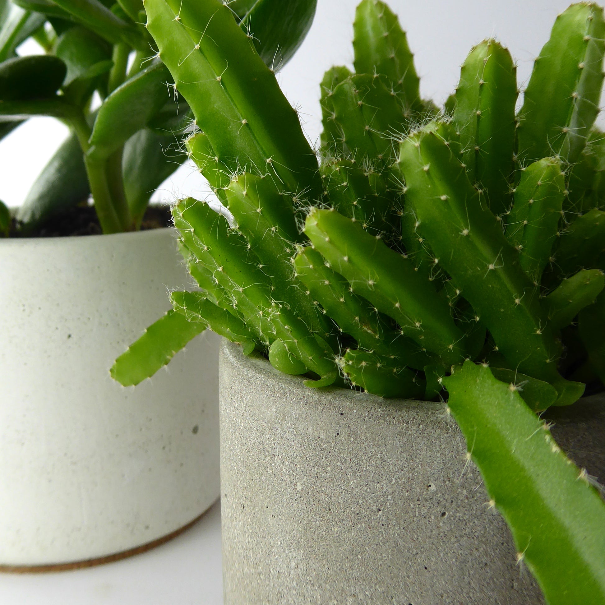 Small concrete plants pots in white and grey with small houseplants