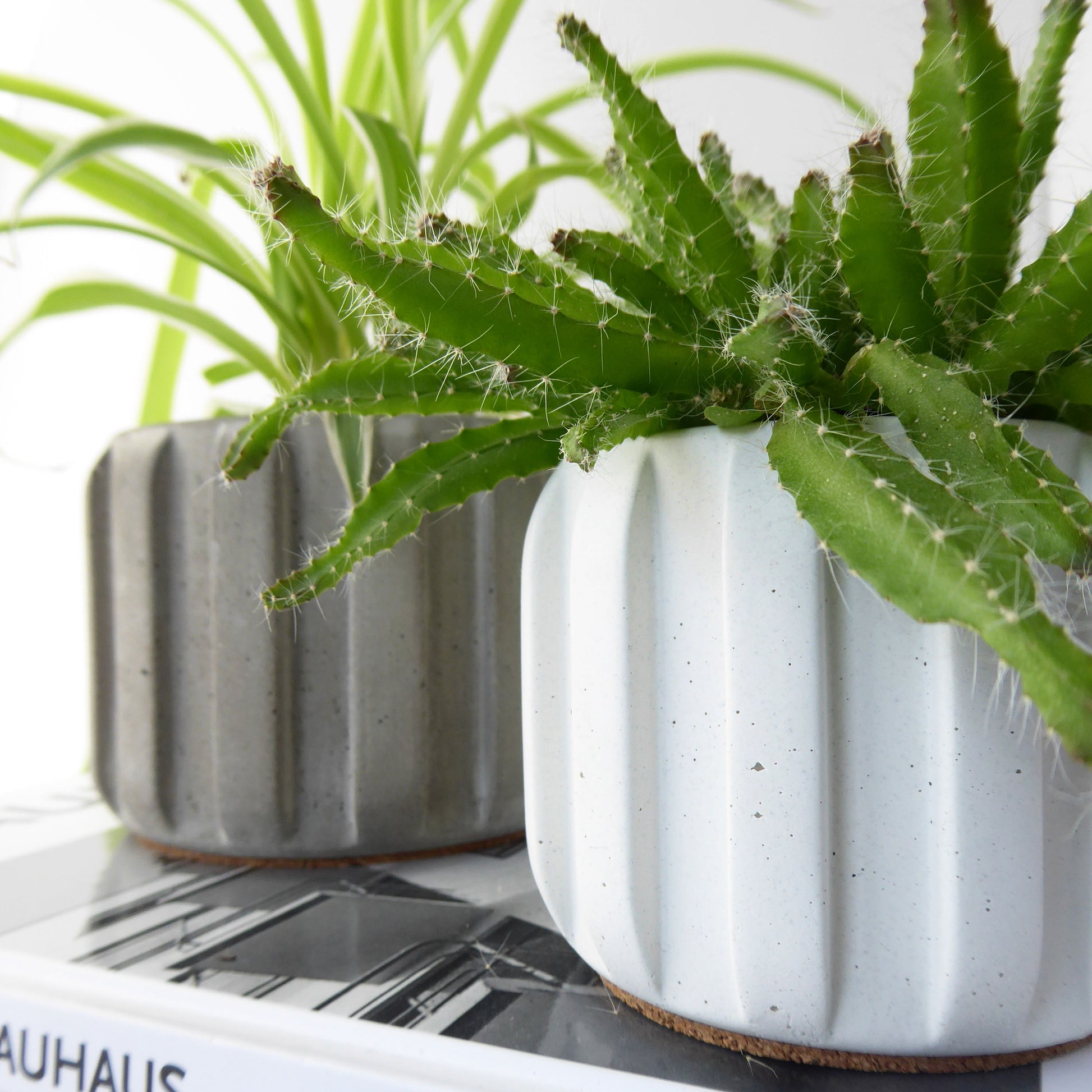 Two concrete planters in white an grey with green succulent plants on a magazine.