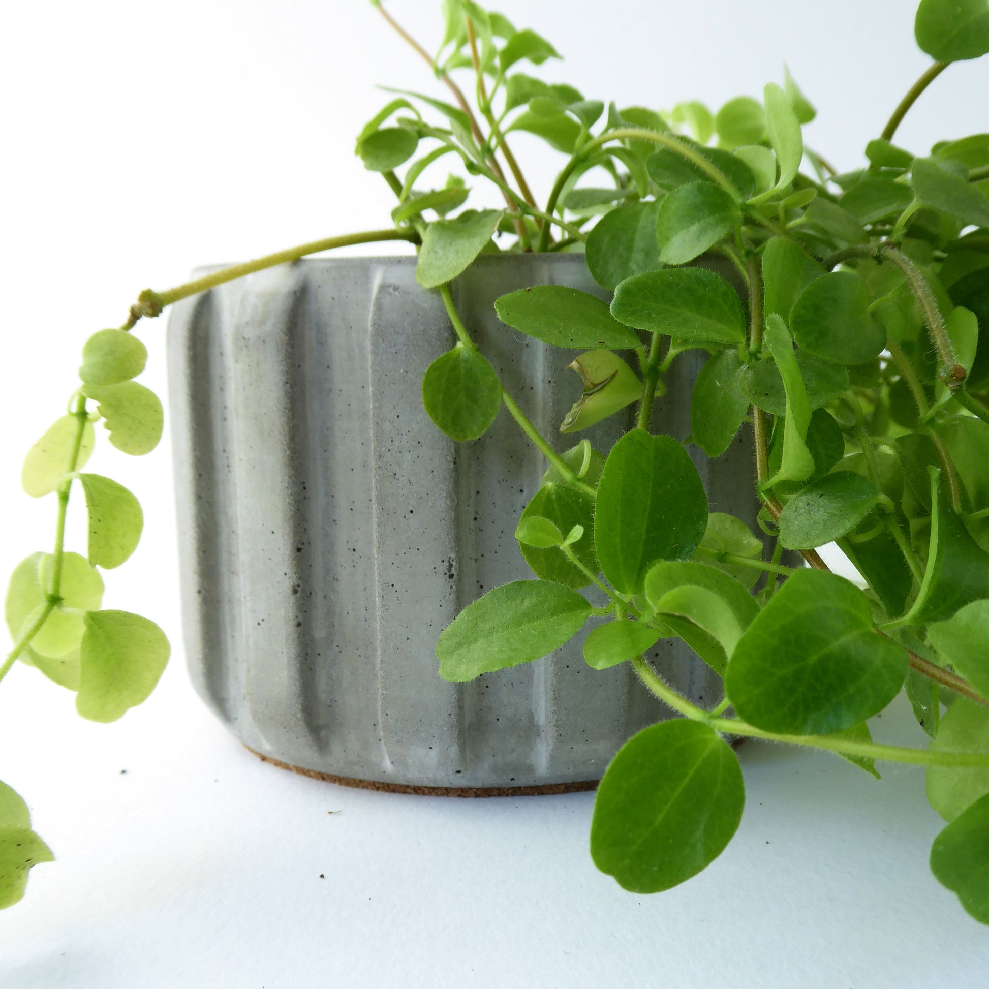 Textured ribbed design grey planter with a green trailing plant on a white background