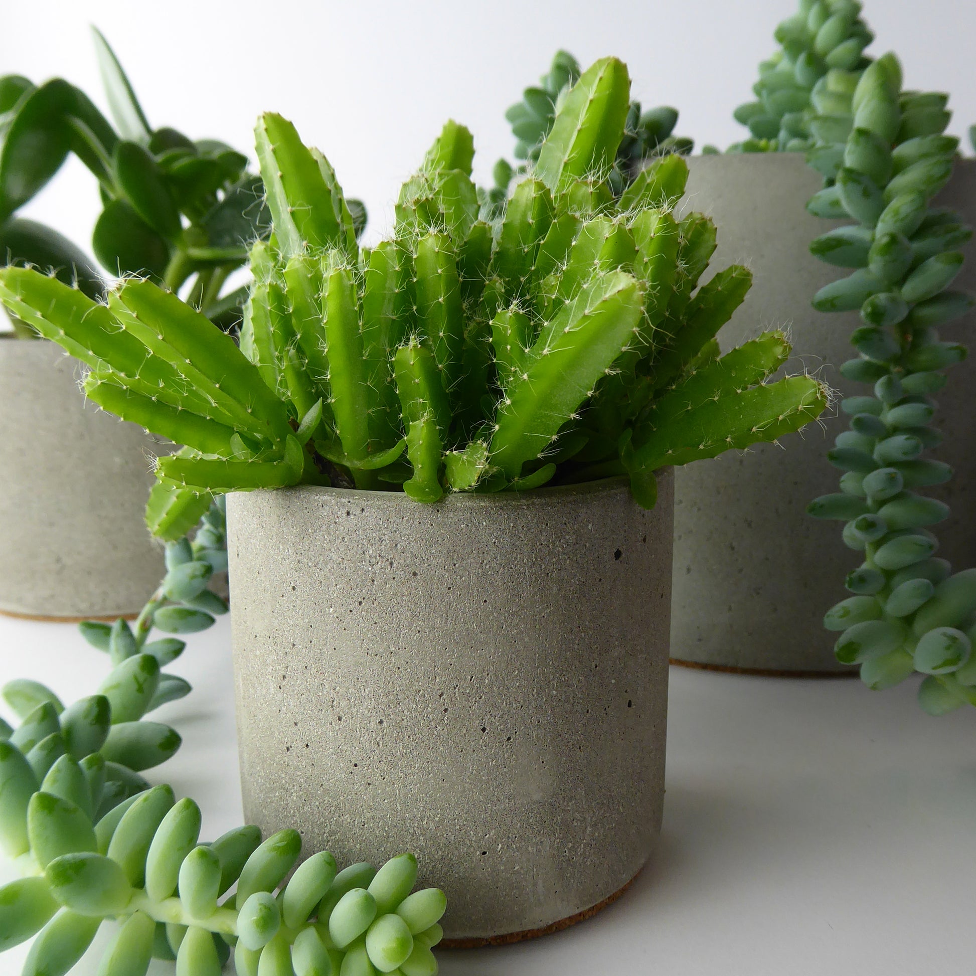 A small concrete indoor plant pot displayed with cacti and succulents. The plant pot is hand-cast with a logo-stamped cork base.