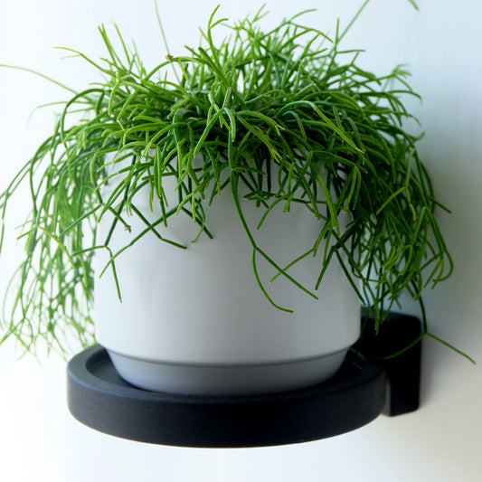 A wall mounted display shelf in black wood with a minimalist design holding a white plant pot with a trailing houseplant.
