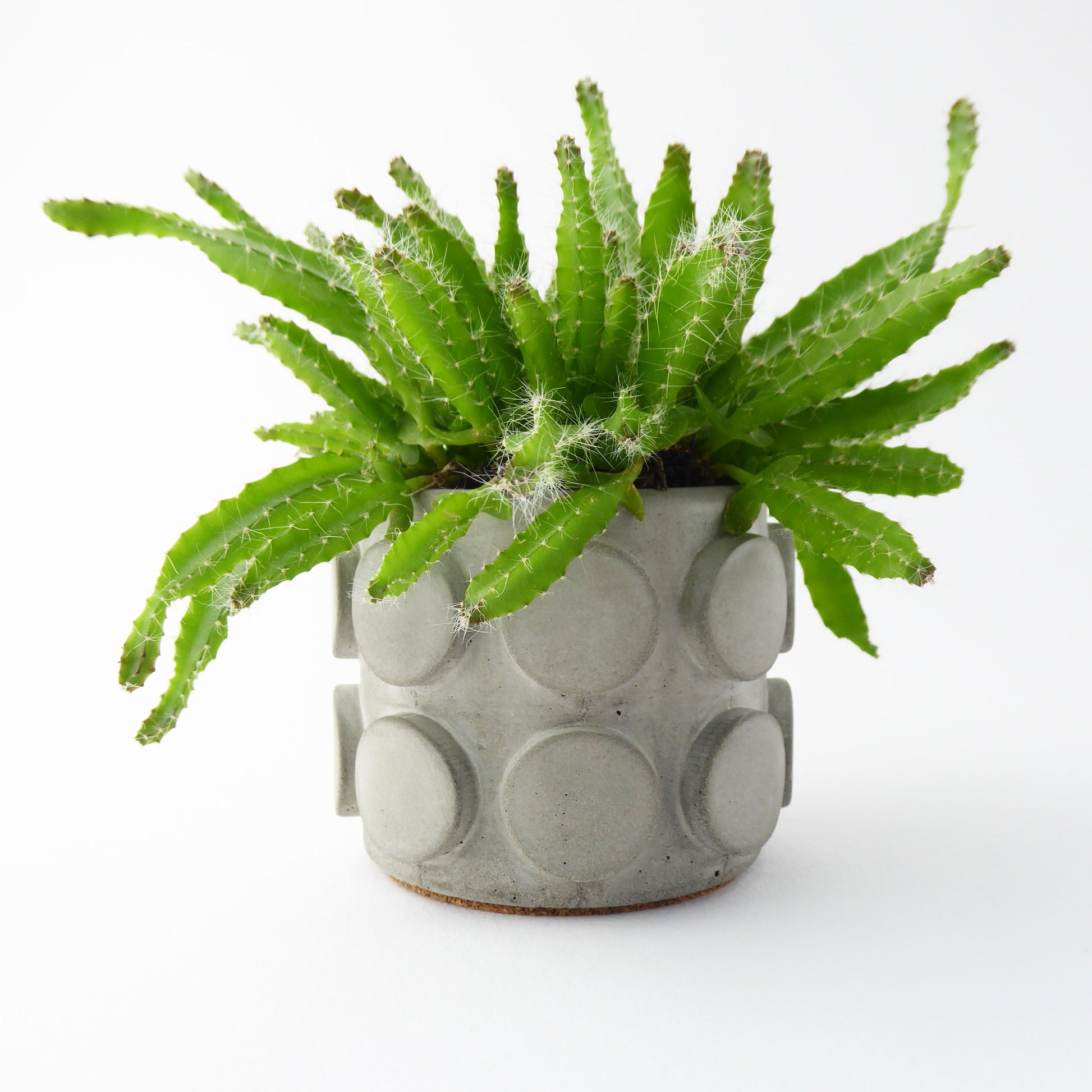 Green succulent plant in a textured concrete pot on a white background