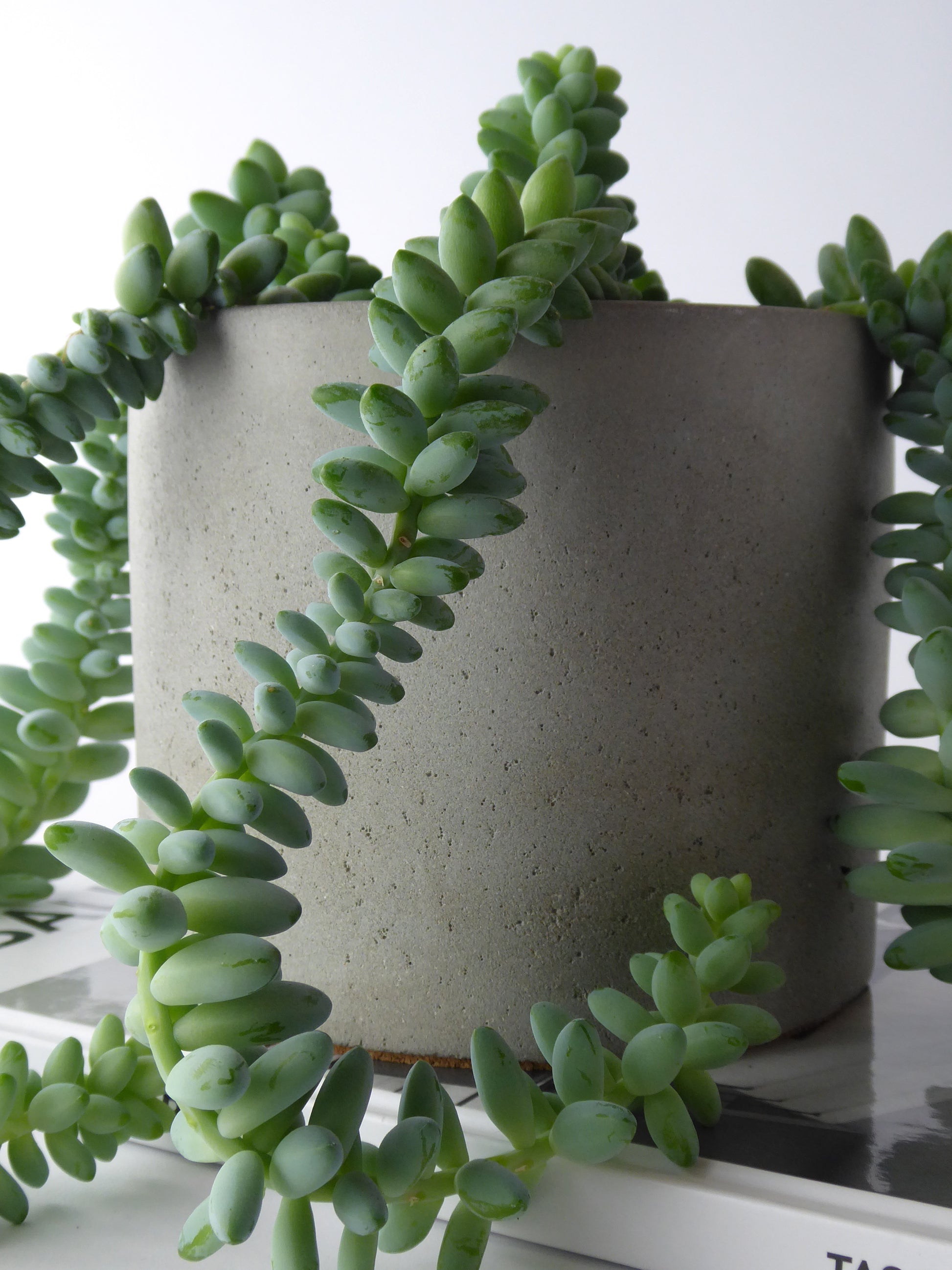 Raw concrete planter with a succulent houseplant