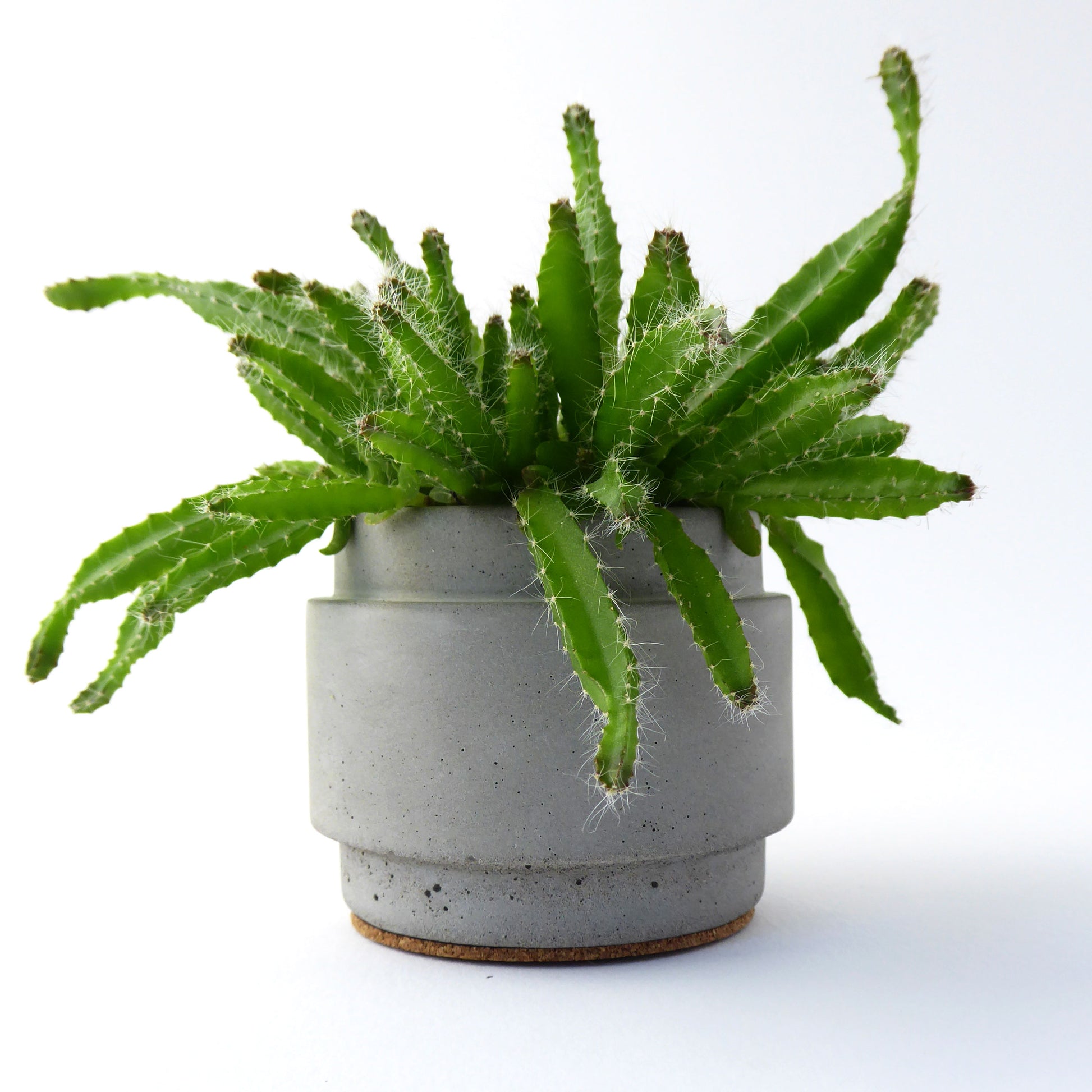 Green succulent plant in a grey concrete plant pot on a white background