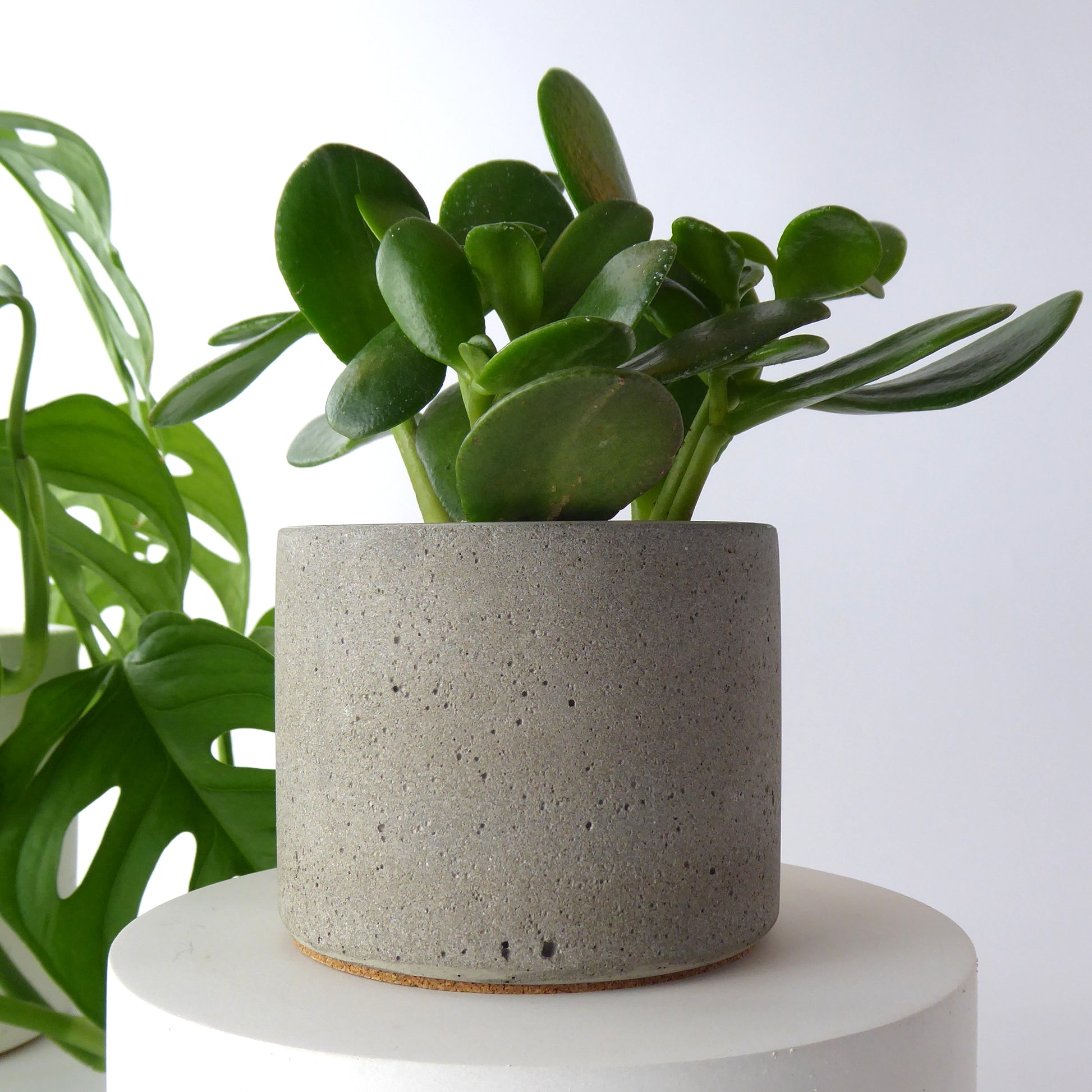 Raw concrete planter with a succulent plant on a raised white plinth