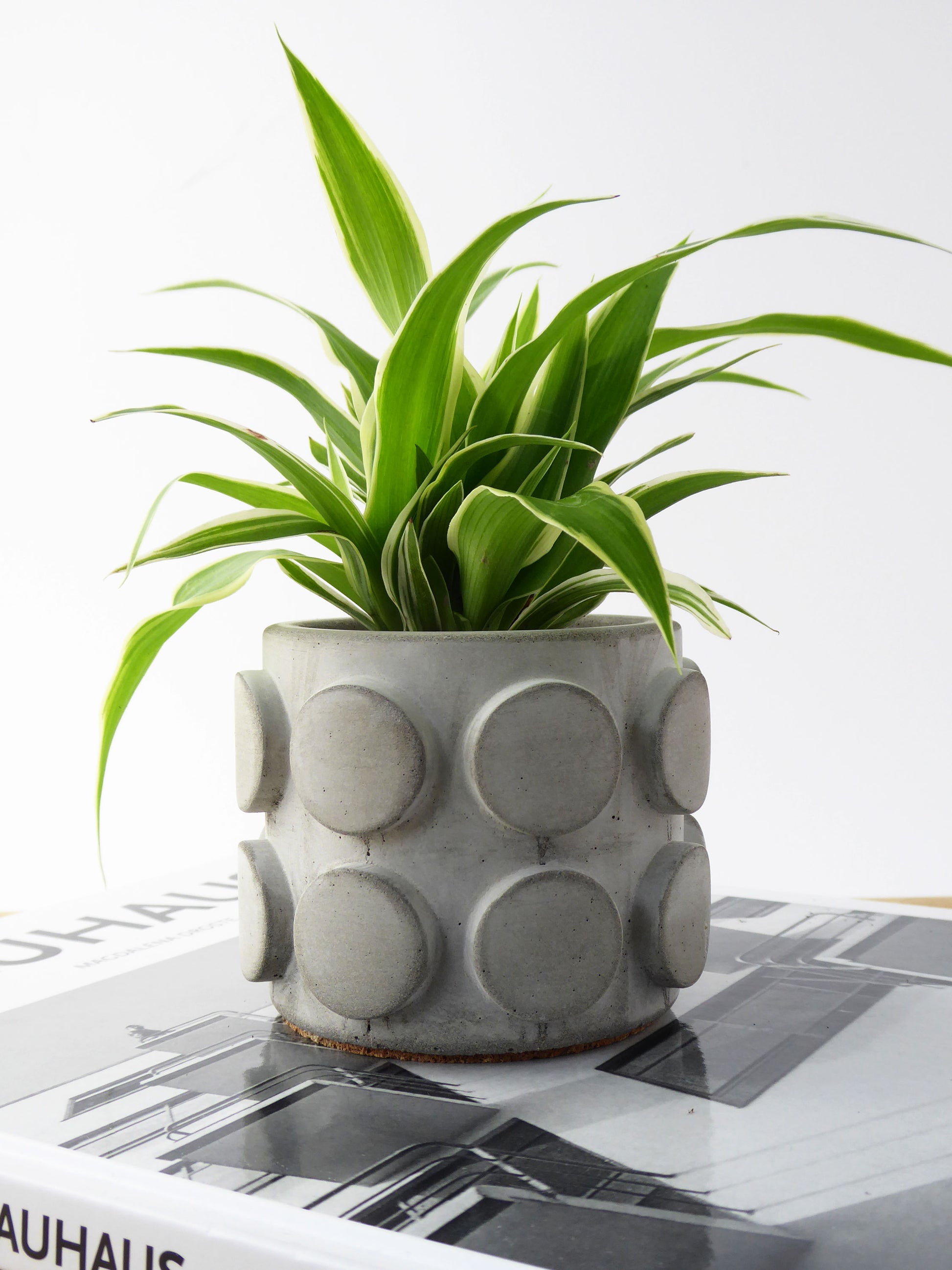 Plant pot with a polka dot design and a spider plant on a magazine