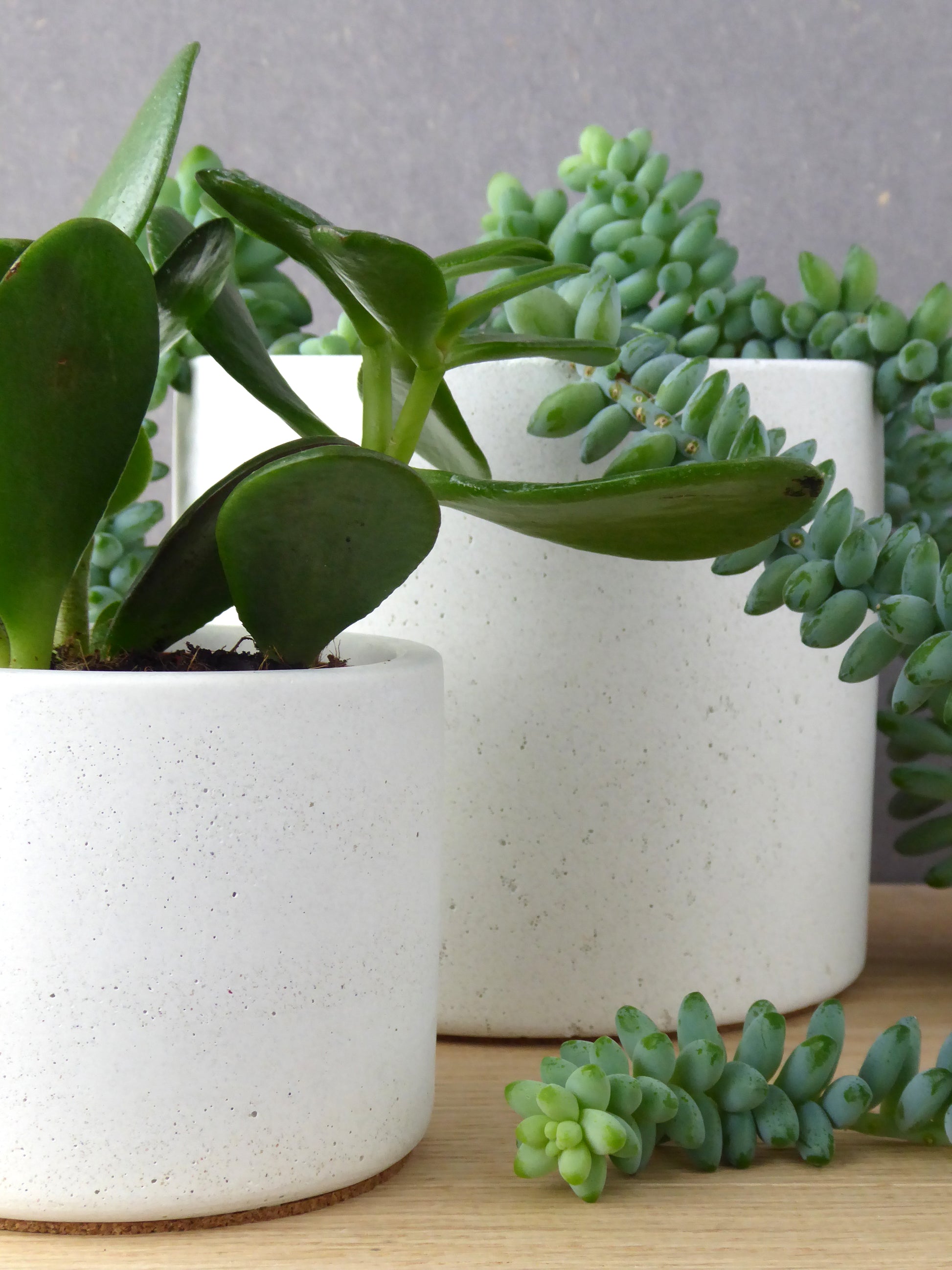 White concrete planters of different sizes on a wooden shelf