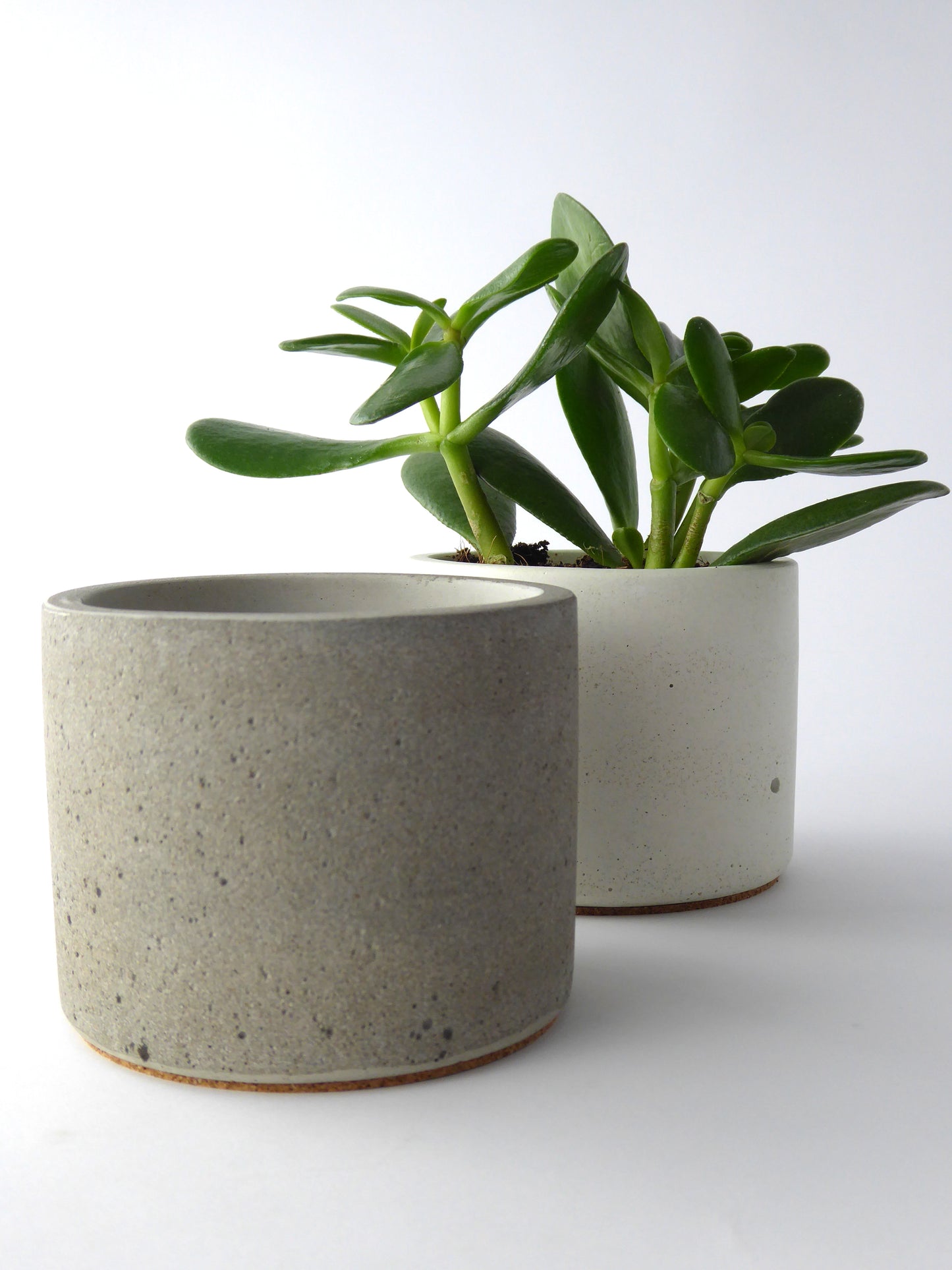 Concrete plant pots in natural grey and white and a succulent plant on a white background