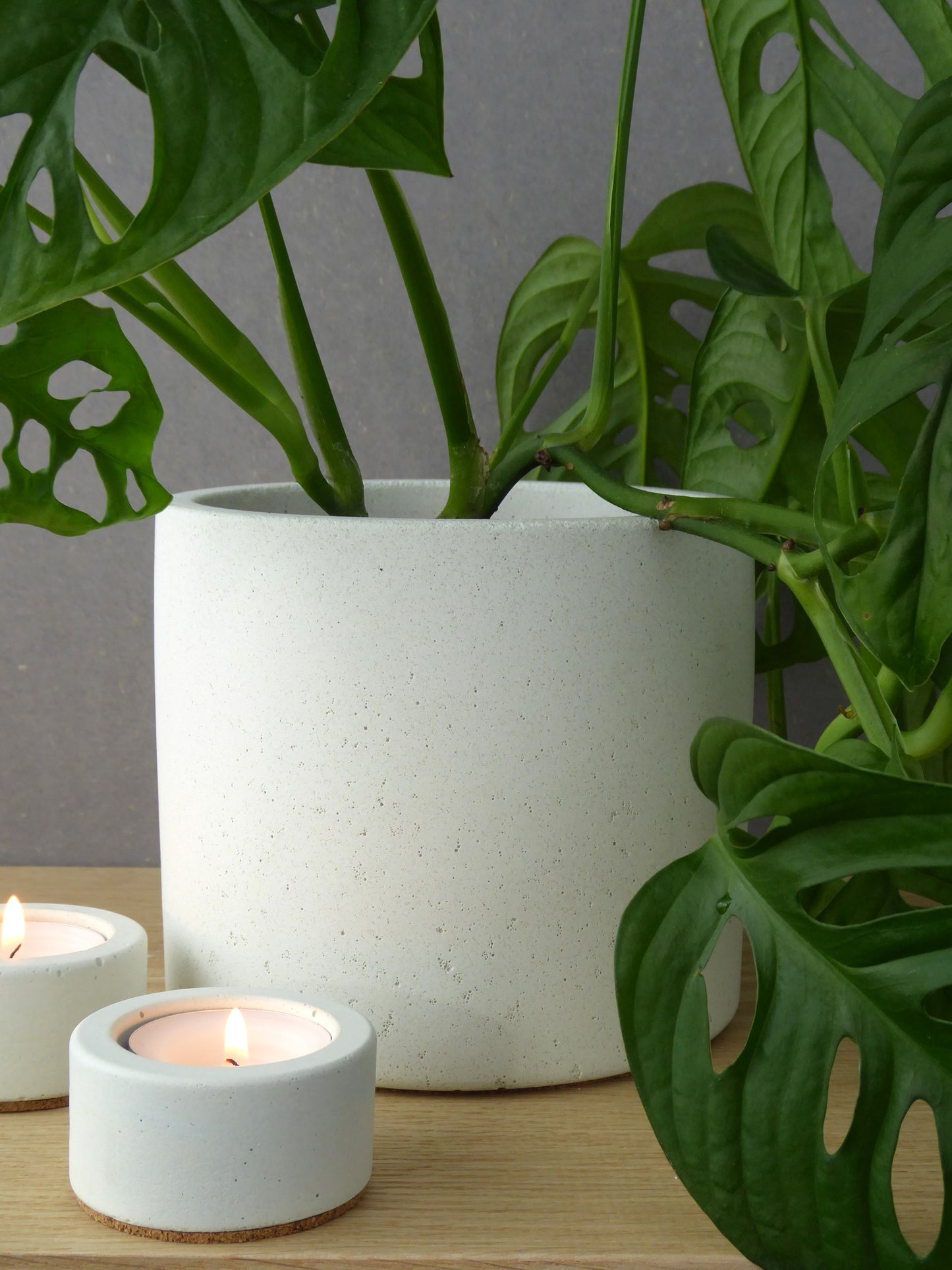 Modern white concrete plant pot with a monkey face plant on a wooden shelf with white concrete candles