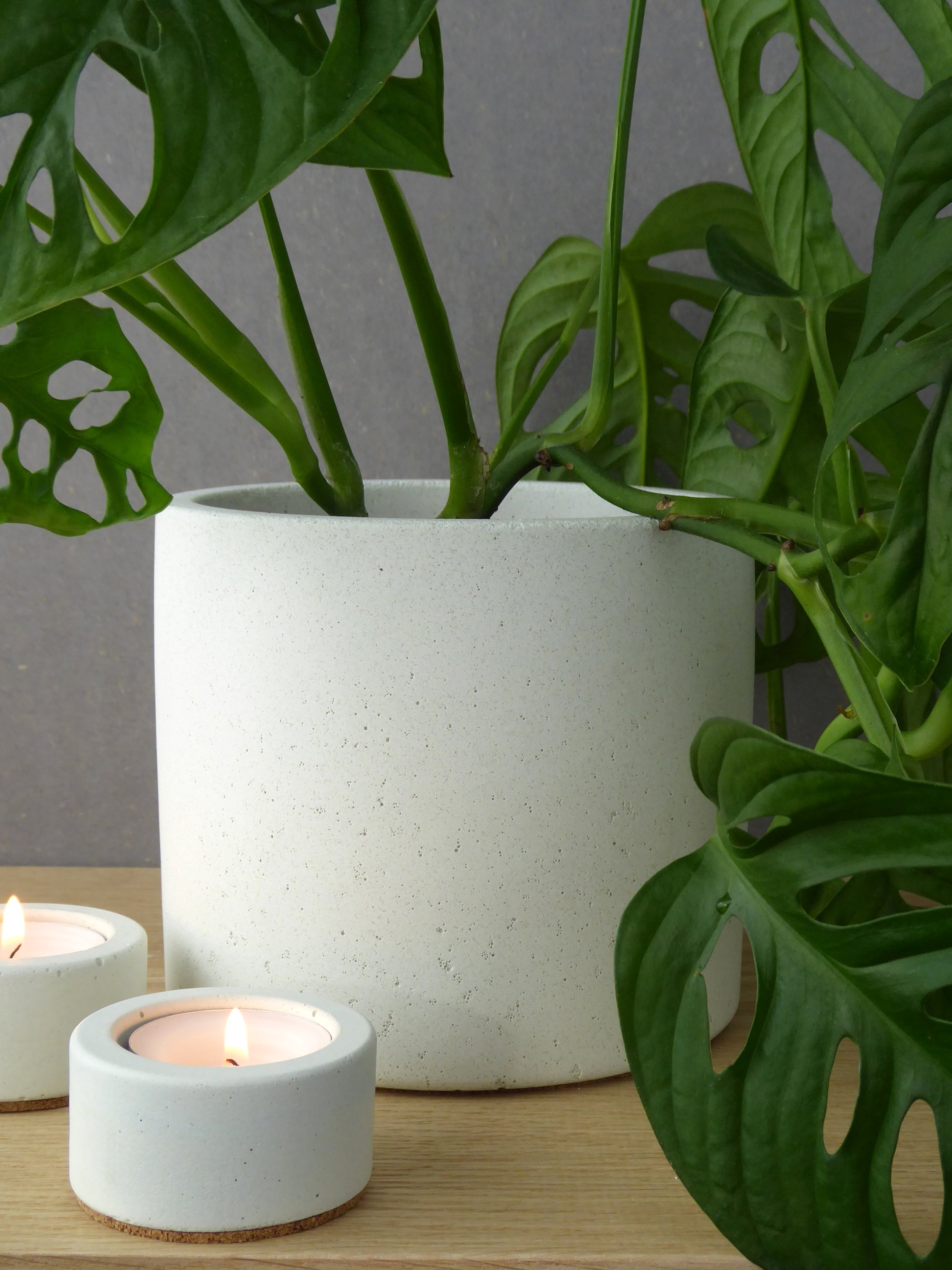 Modern white concrete plant pot with a monkey face plant on a wooden shelf with white concrete candles