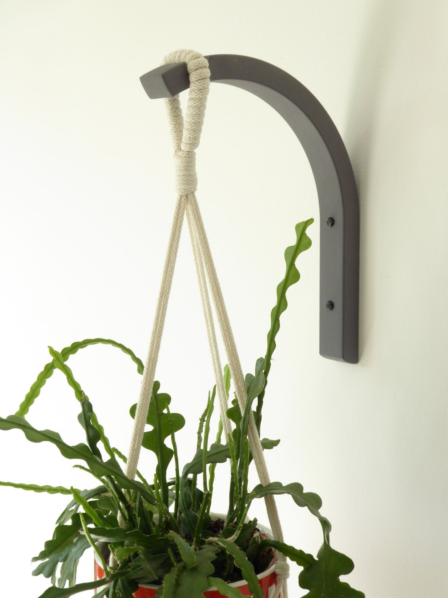 Curved wooden wall bracket in grey wood with a cream macrame plant hanger and trailing houseplant.