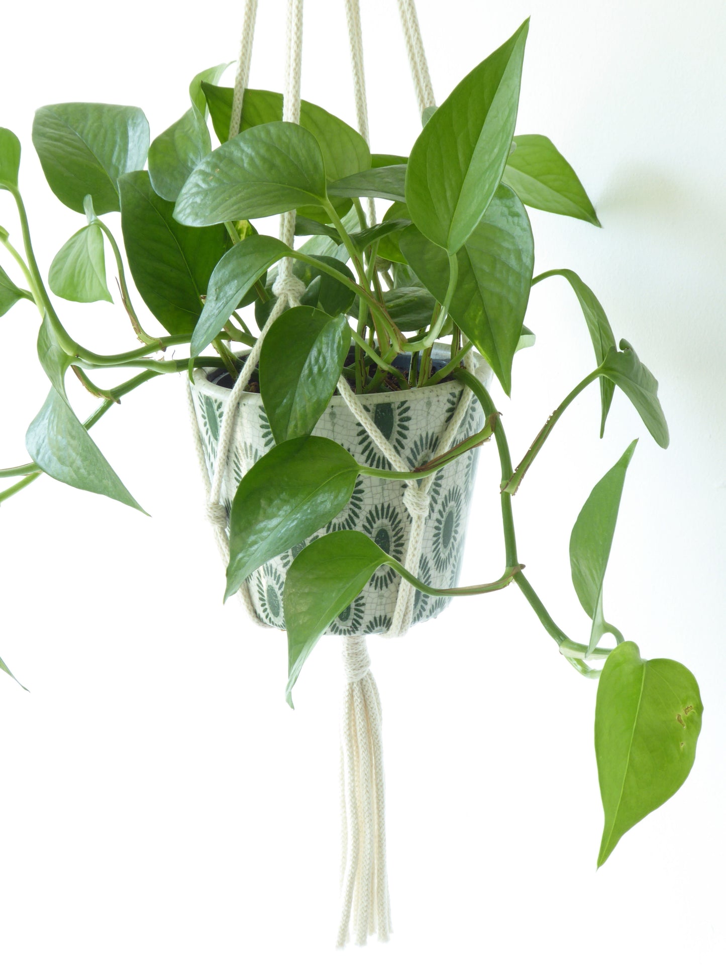 perfect houseplant gift set uk