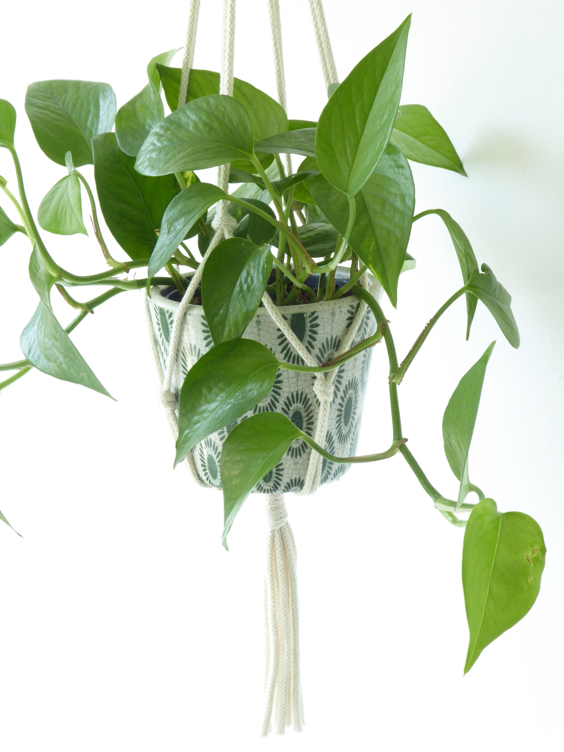 Stunning trailing golden pothos plant in a rope macramé hanging elevated on a wall