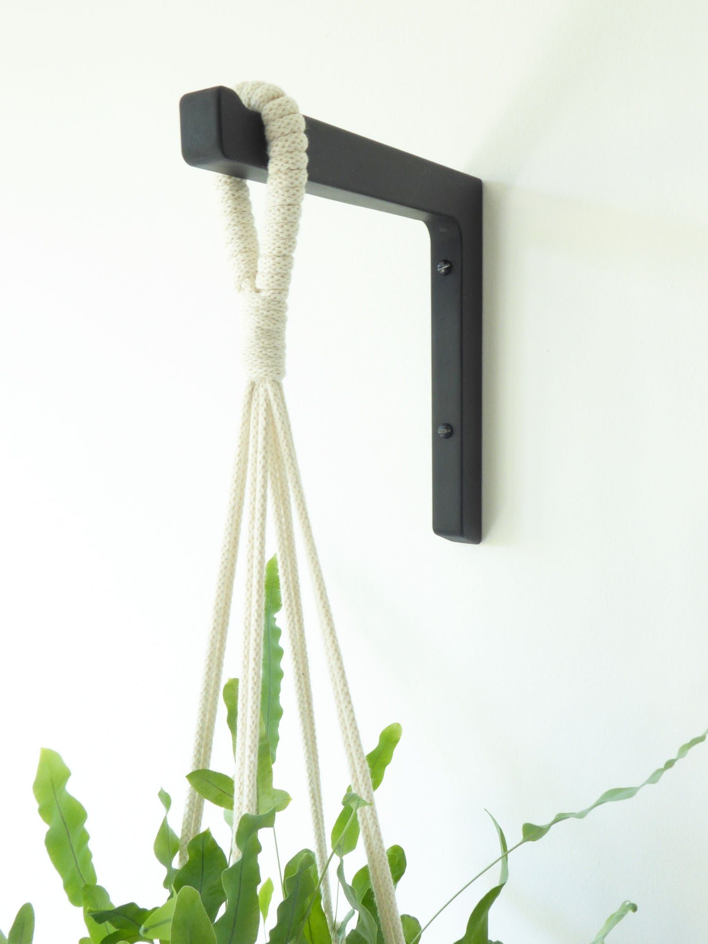 indoor plant gift ideas uk