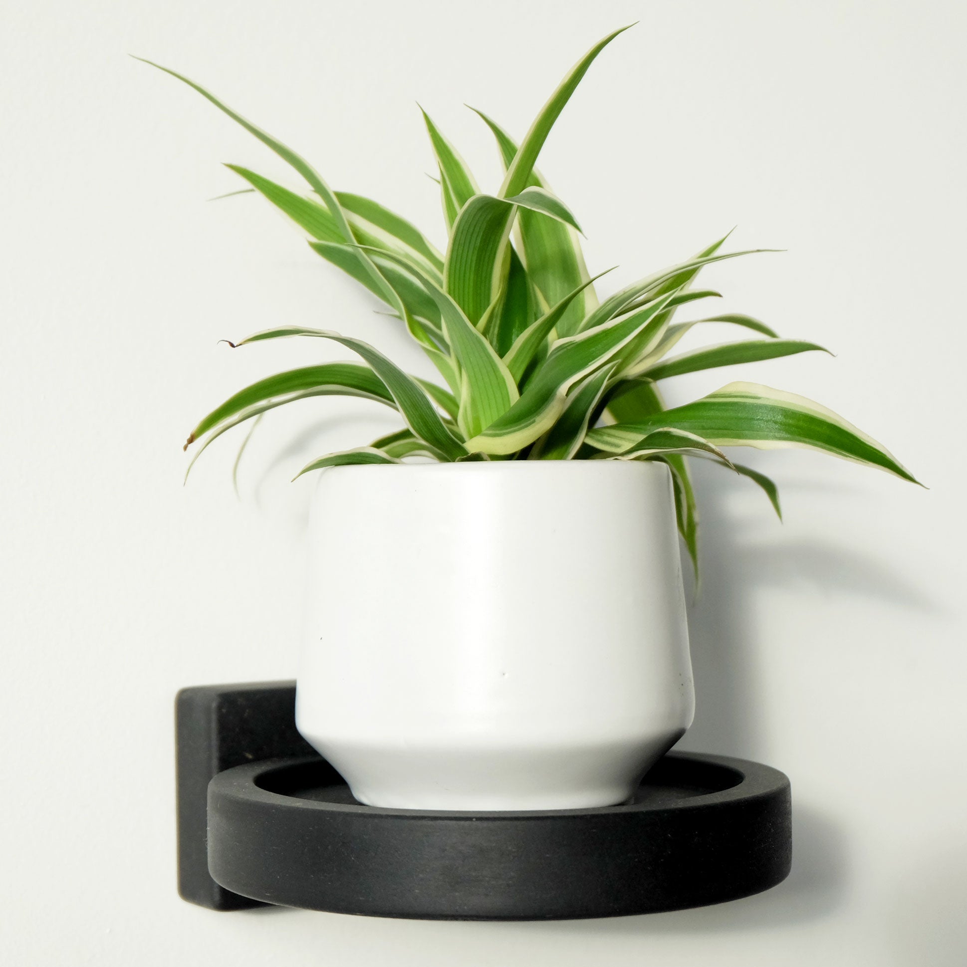 Wall mounted round shelf in black wood supporting a houseplant in a white ceramic pot