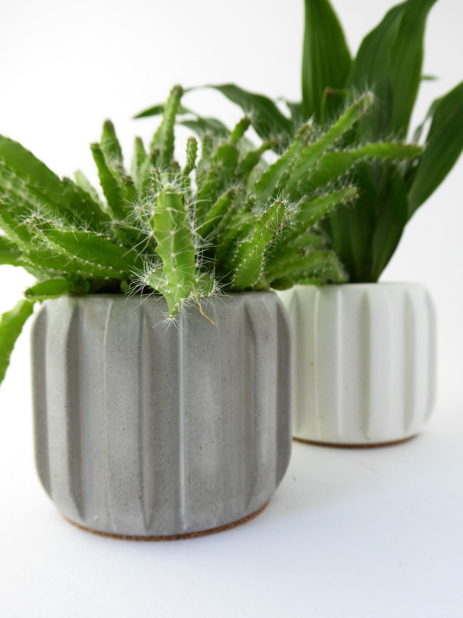 Two potted houseplants in grey and white ribbed concrete plant pots on a white background