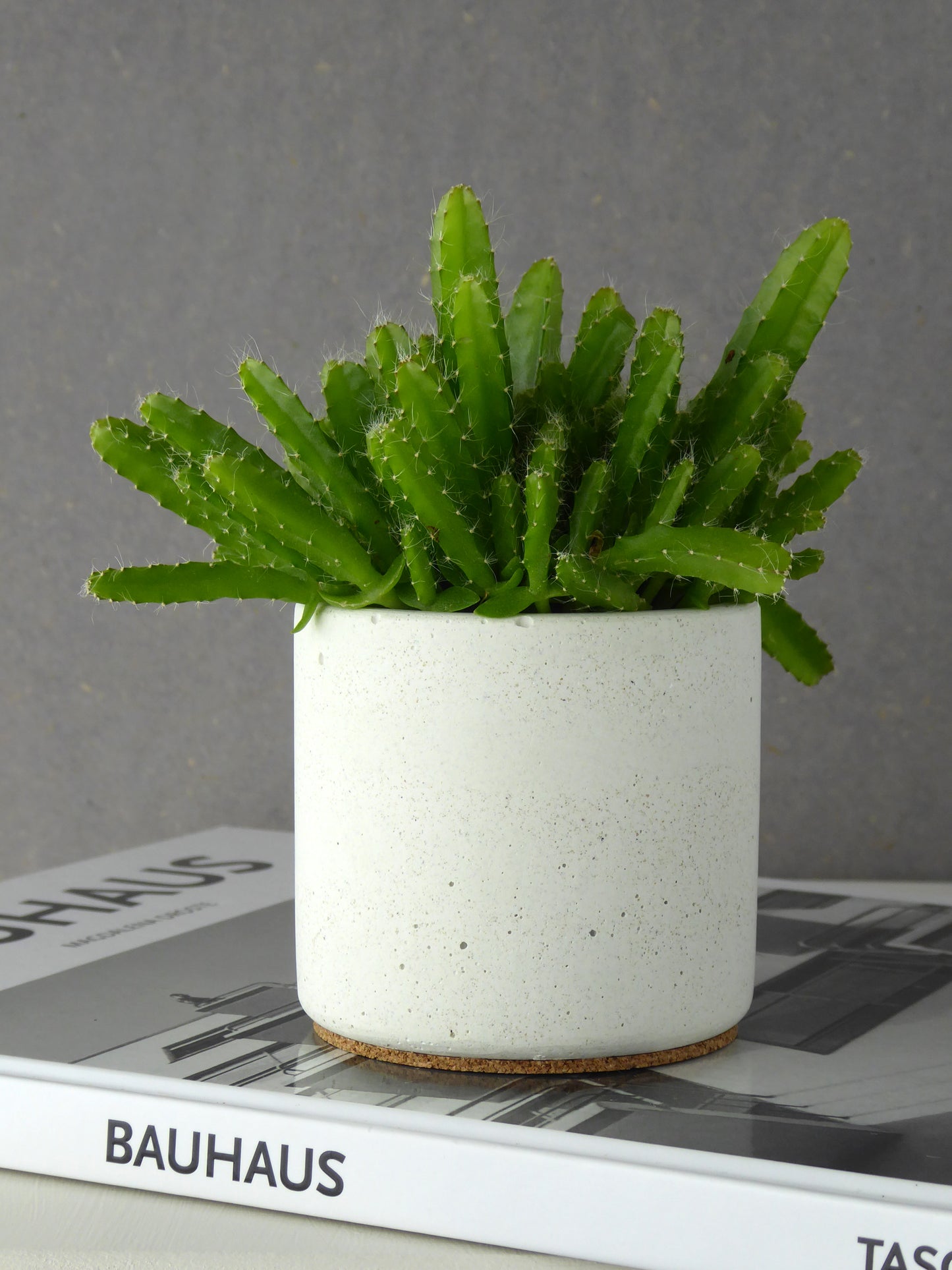 Small white plant pot with a succulent on a magazine