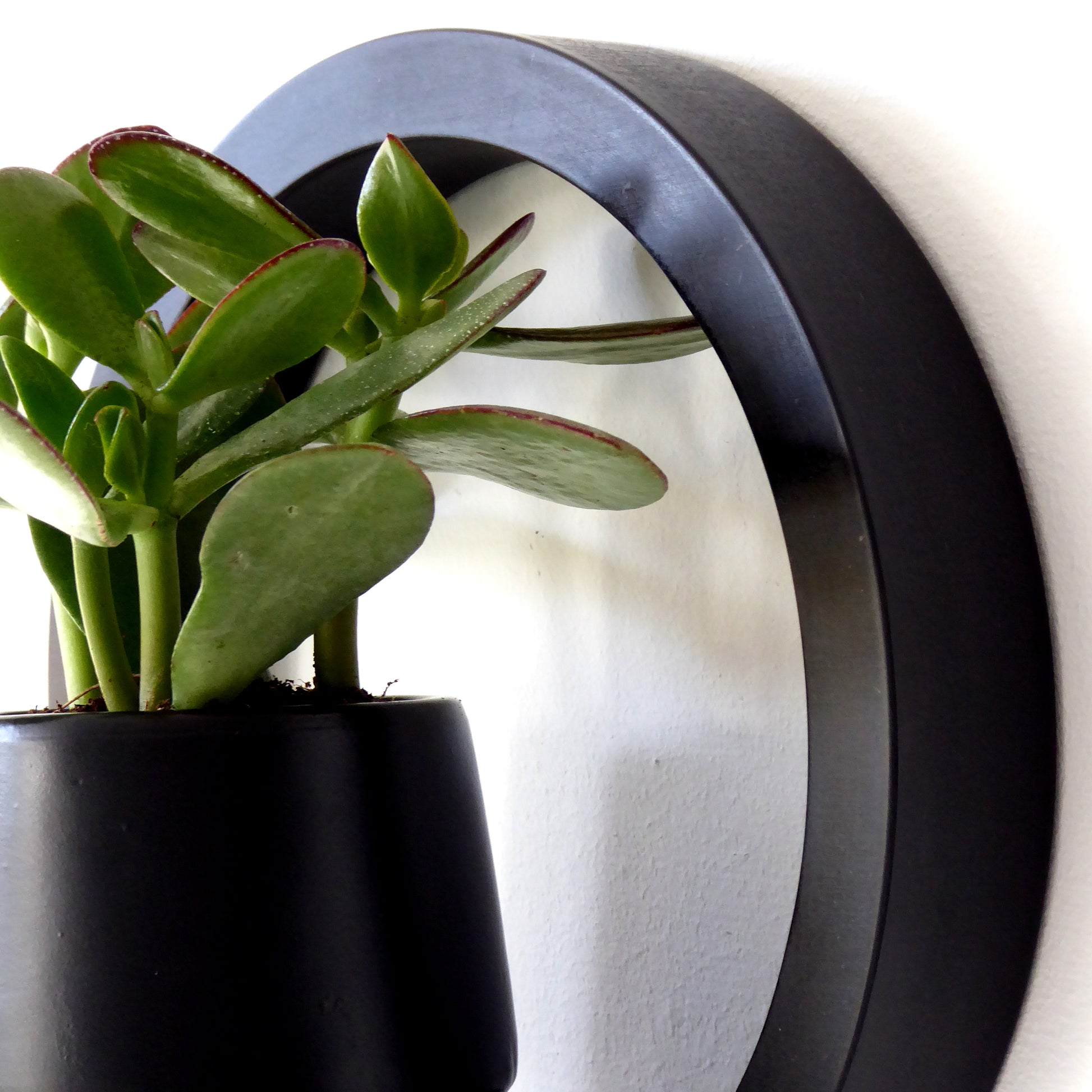 Circular display shelf holding a succulent in a black plant pot