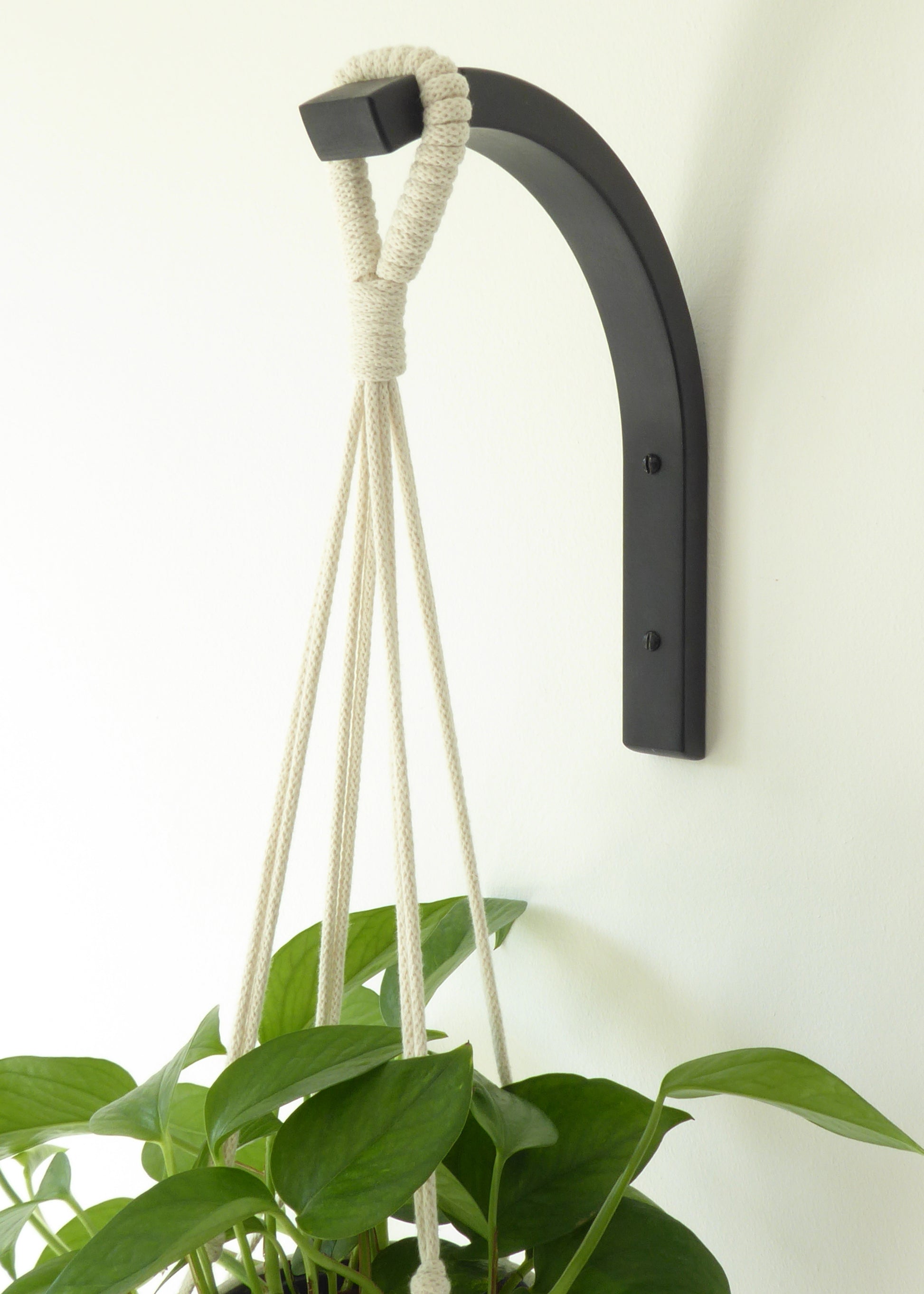 Minimalist black curved plant hanger supporting a stunning houseplant on a white wall