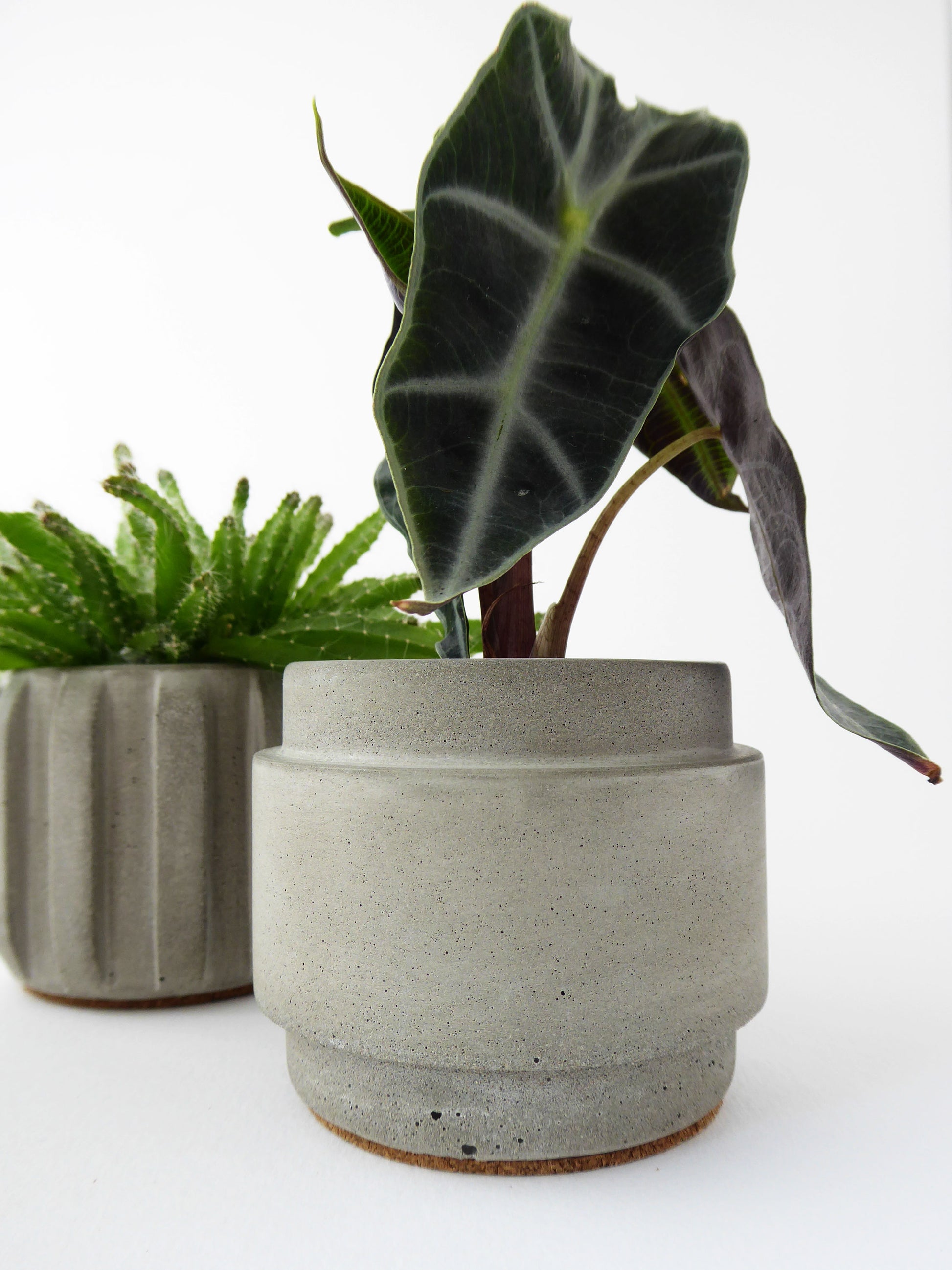 Two potted succulent plants in grey concrete pots on a white background
