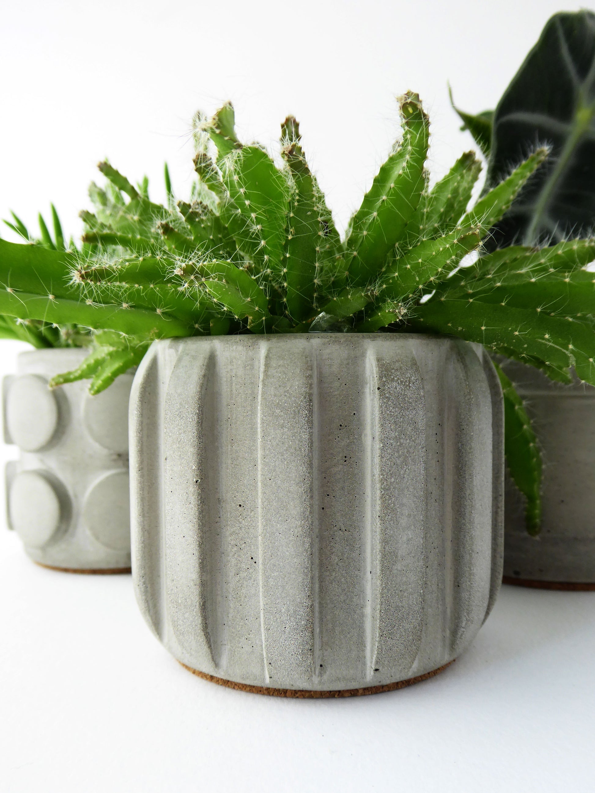 Green succulent plants in a textured concrete plant pot on a white background