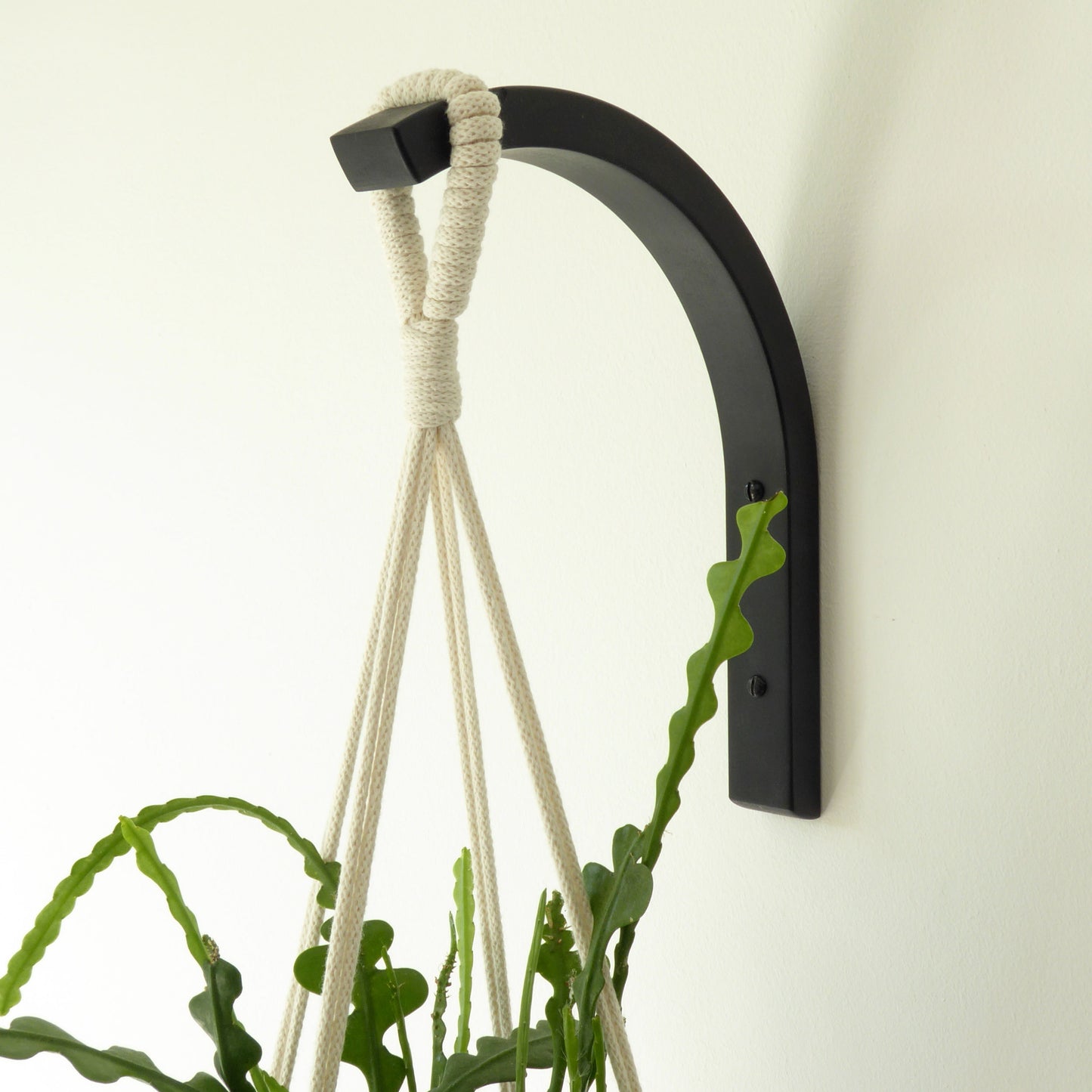 A curved wall mounted bracket in black wood supporting a macrame hanger and a trailing houseplant