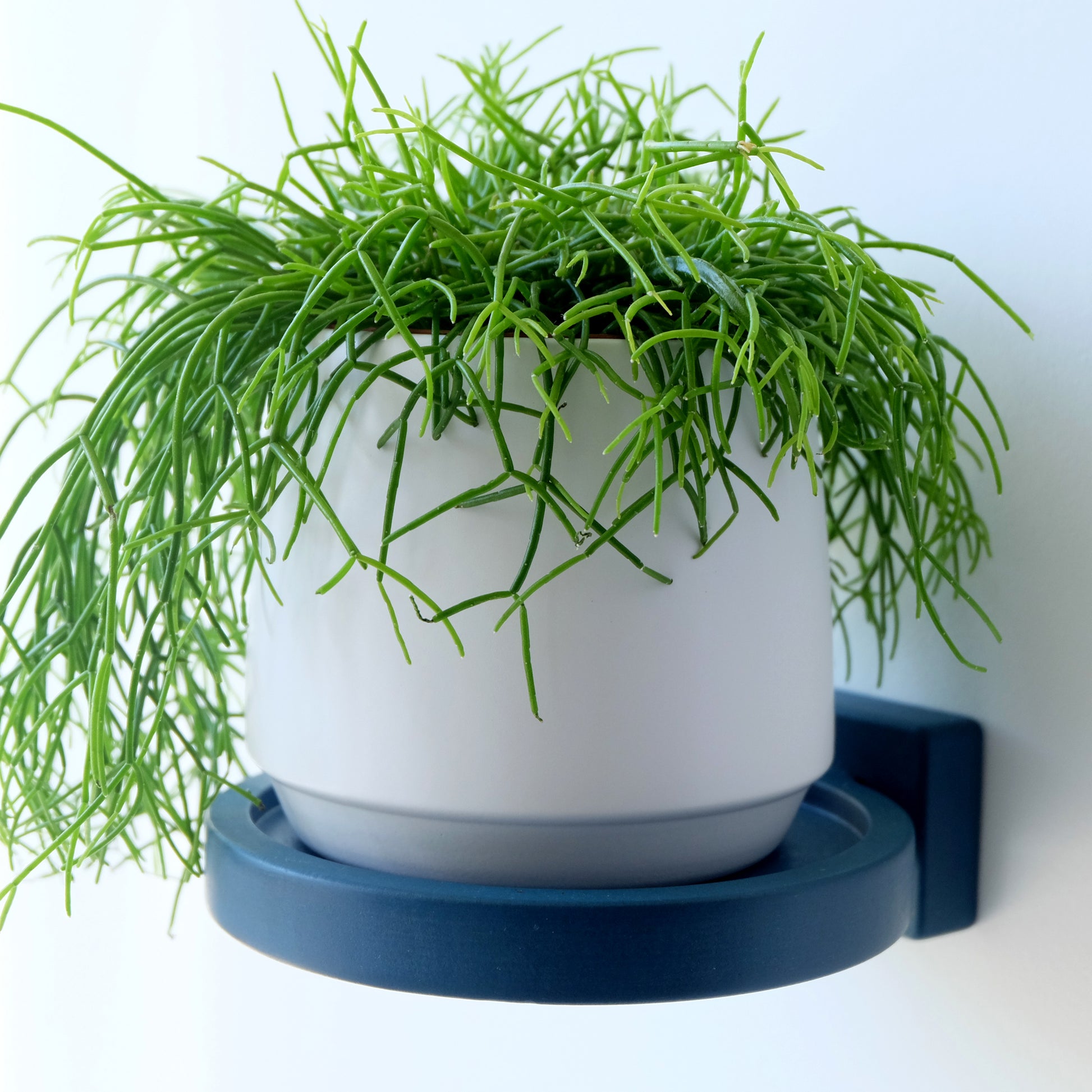 Floating wall shelf in blue wood supporting a trailing houseplant in a white ceramic plant pot