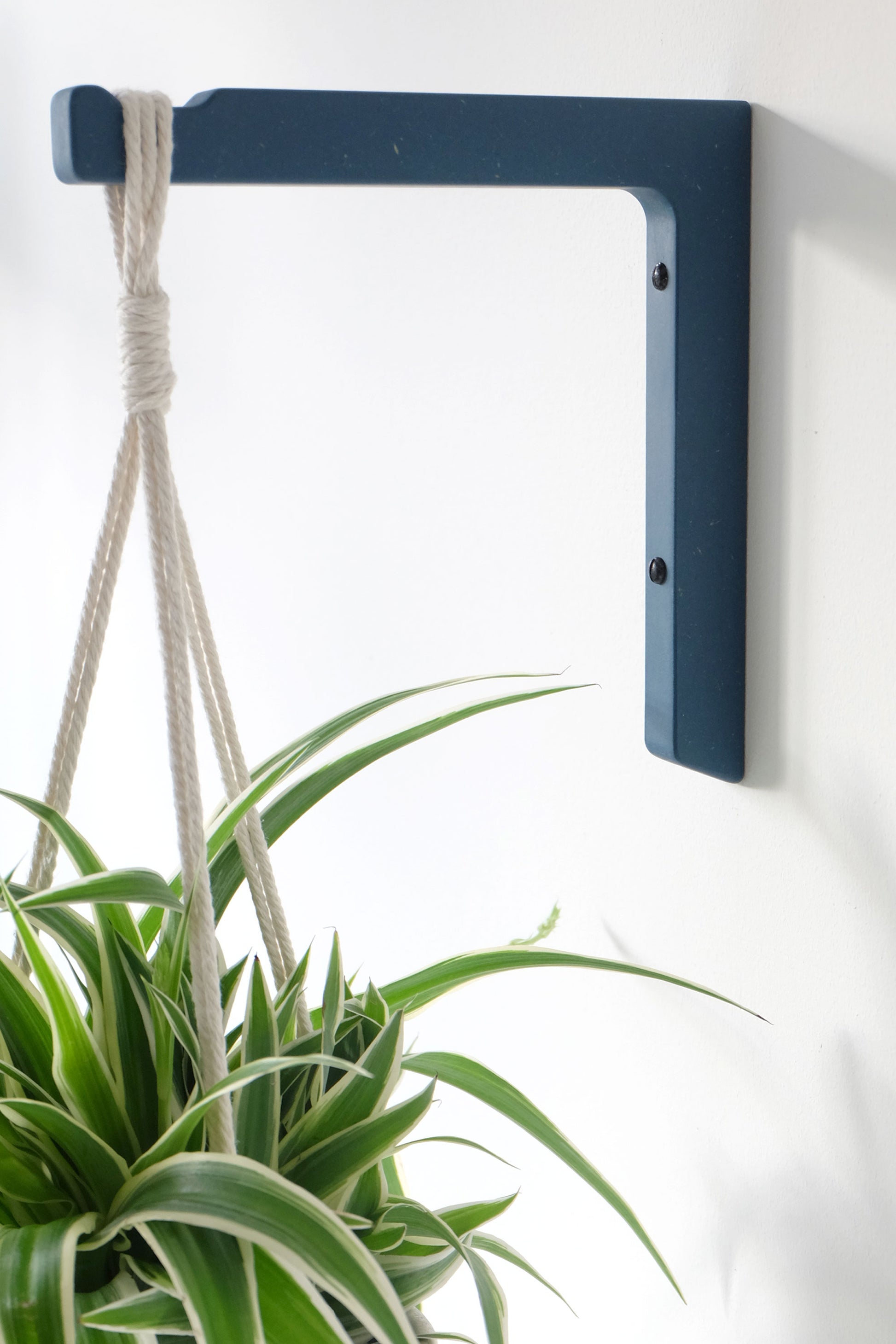 Blue wall hook mounted on a white wall with a macrame hanger and spider plant hanging from it
