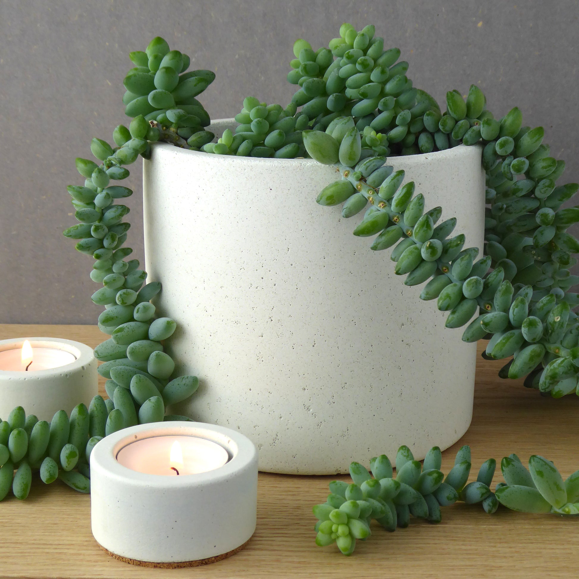 Large white concrete planter with striking succulent on a wooden shelf next to white tea light holders