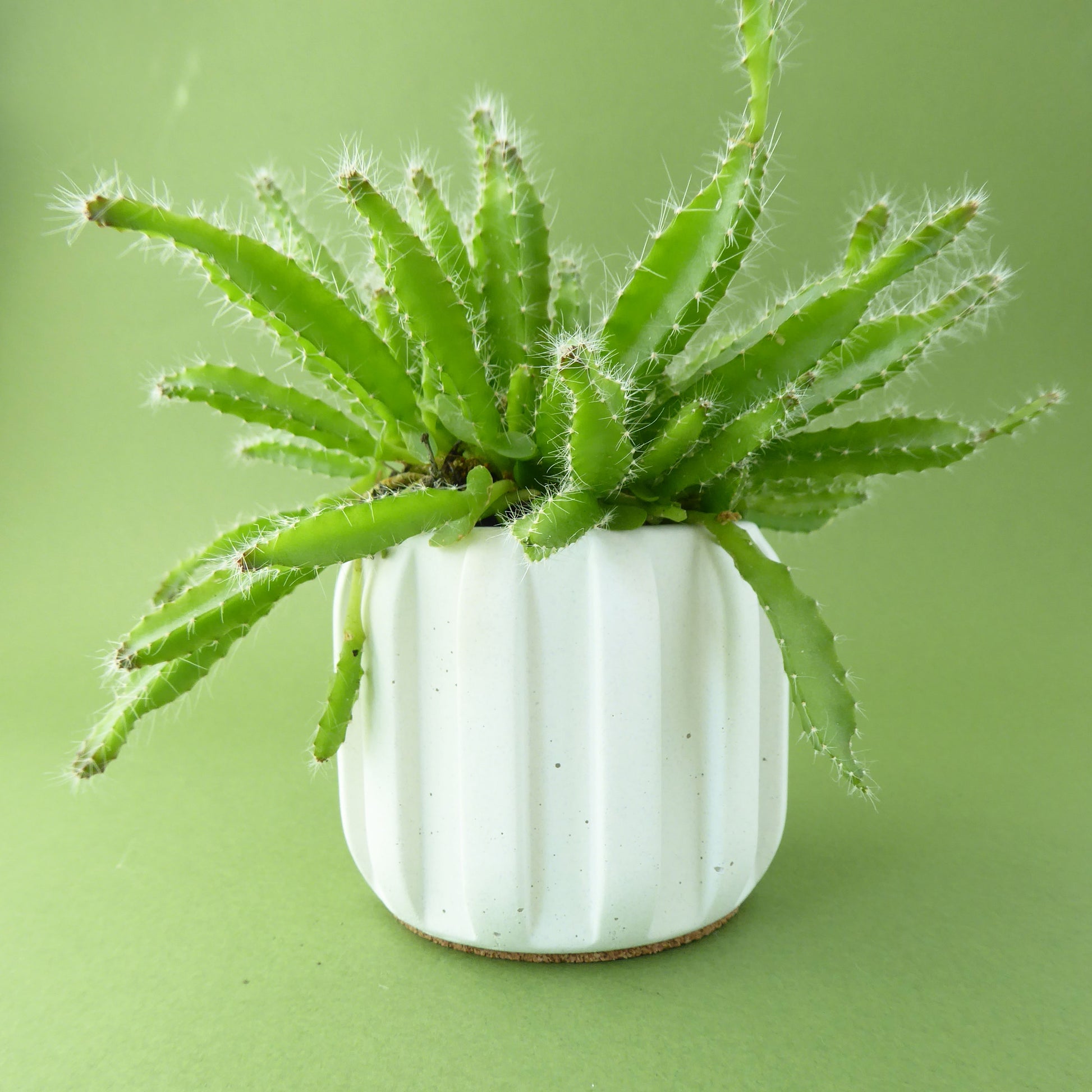 Green succulent plant in a white concrete pot on a green background