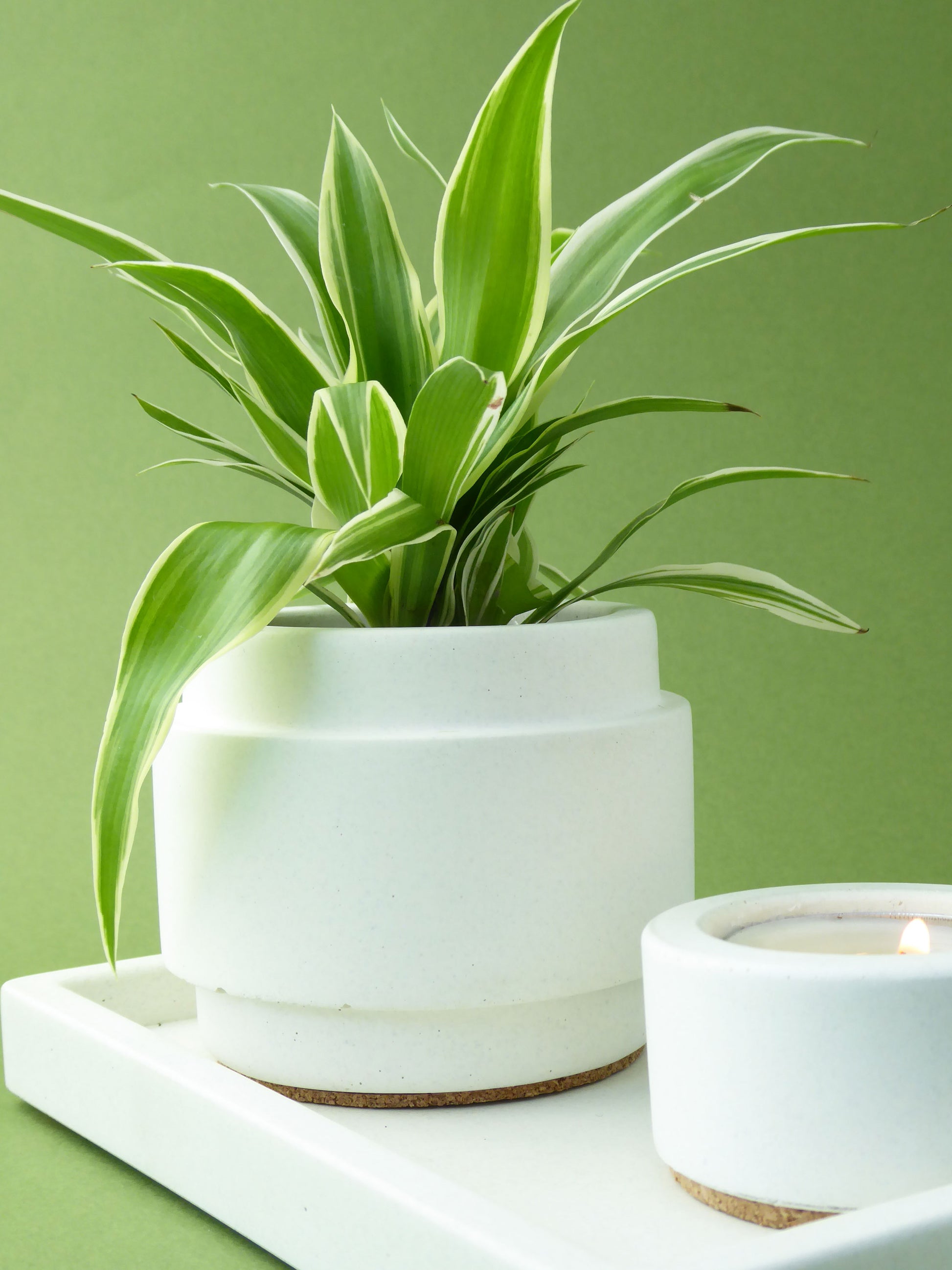 Spider plant in a white concrete plant pot next to a white candle on a matching white tray.