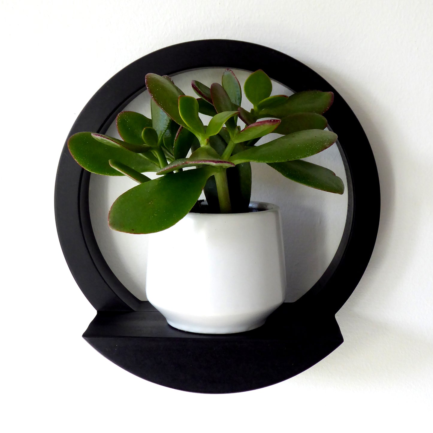 Round black wood shelf mounted on a wall holding a white plant pot and succulent