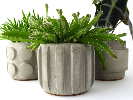 How to style indoor plants in a minimalist home