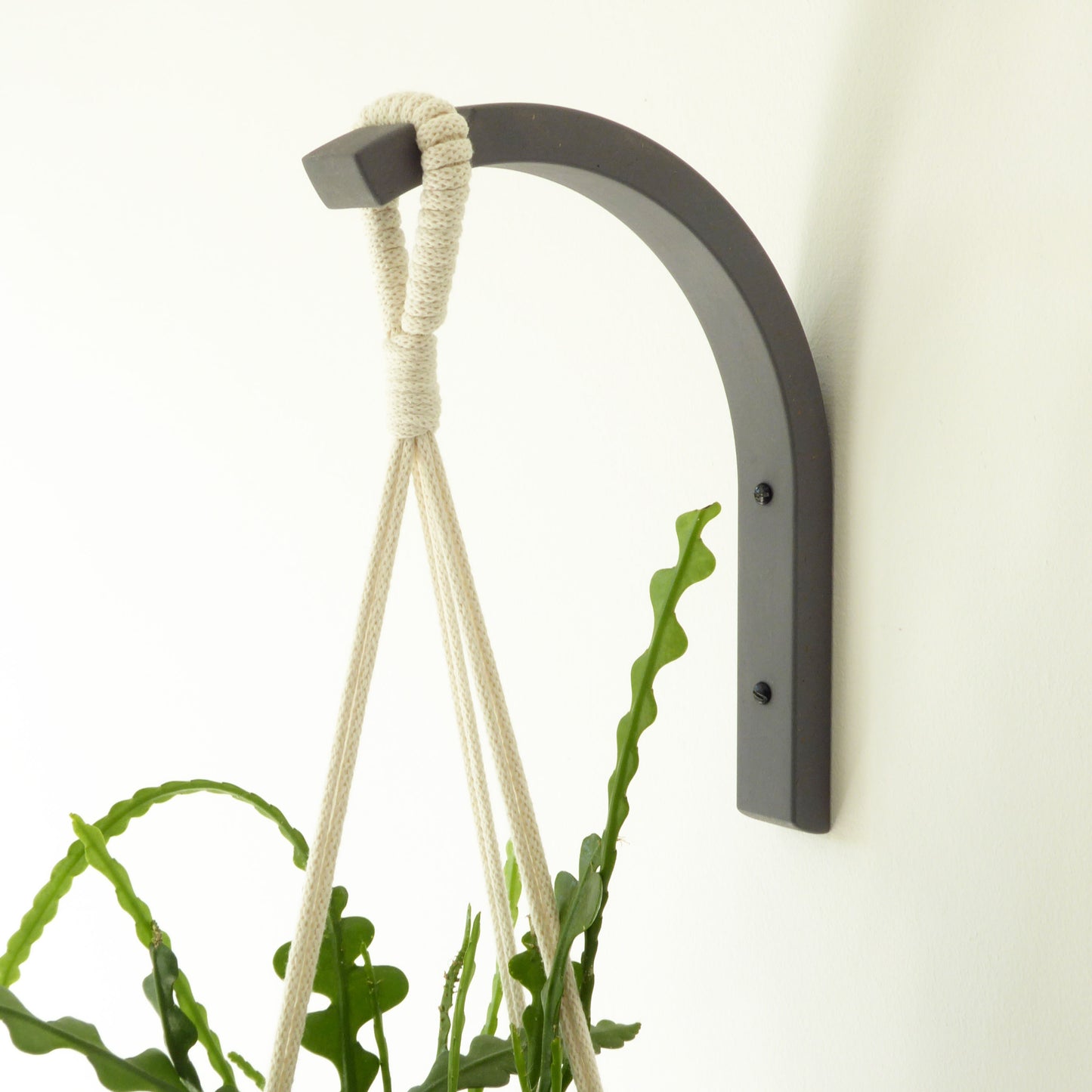 quirky plant hanger with macrame plant pot holder