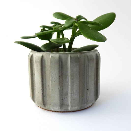 Succulent plant in a textured grey concrete plant pot with a ribbed design on a white background