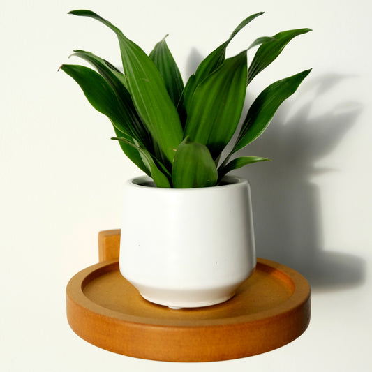 indoor shelf for plant pot
