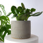 Hand poured indoor concrete plant pot  - natural grey or white