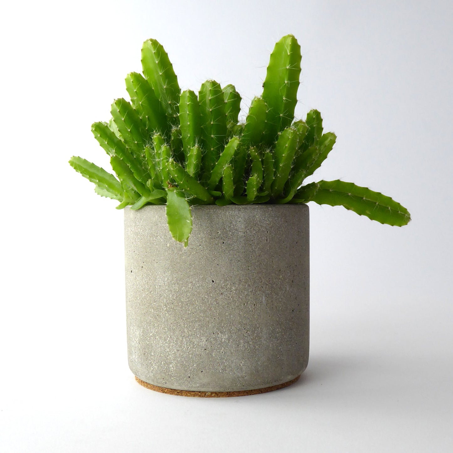 Concrete indoor plant pot for cacti & succulents - natural grey or white