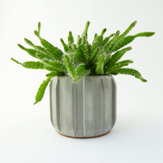Green succulent plant in a grey concrete plant pot with a unique ribbed design on a white background.