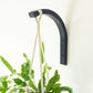 Black wooden wall mounted plant hanger with a trailing house plant against a white background