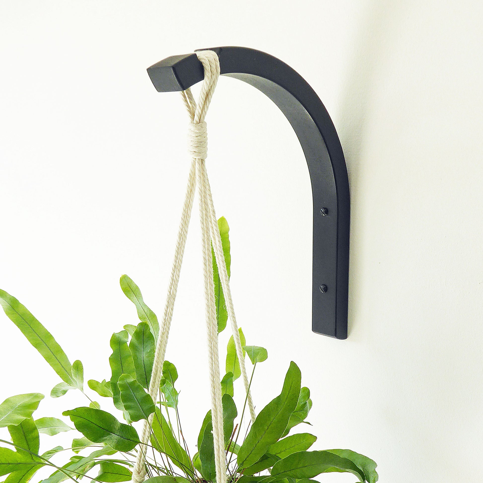 Black wooden wall mounted plant hanger with a trailing house plant against a white background
