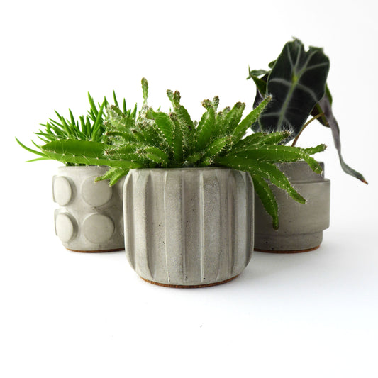 Three concrete planters with different textures with small succulent plants on a white background