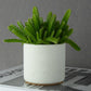 Concrete indoor plant pot for cacti & succulents - natural grey or white