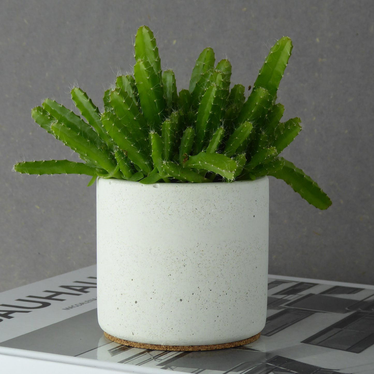 Concrete indoor plant pot for cacti & succulents - natural grey or white